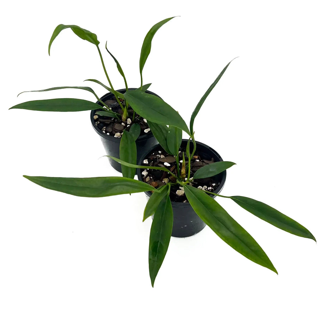 Anthurium bakeri with long green leaves in black pots, ideal for tropical indoor collections. Chalet Boutique, Australia.