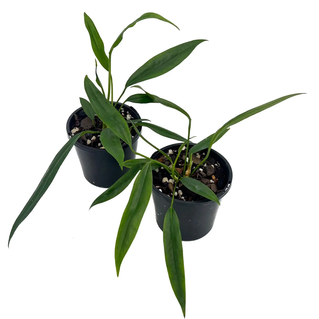 Two Anthurium bakeri plants in black pots, showcasing their long green leaves, ideal for rare indoor plant enthusiasts. Chalet Boutique, Australia.