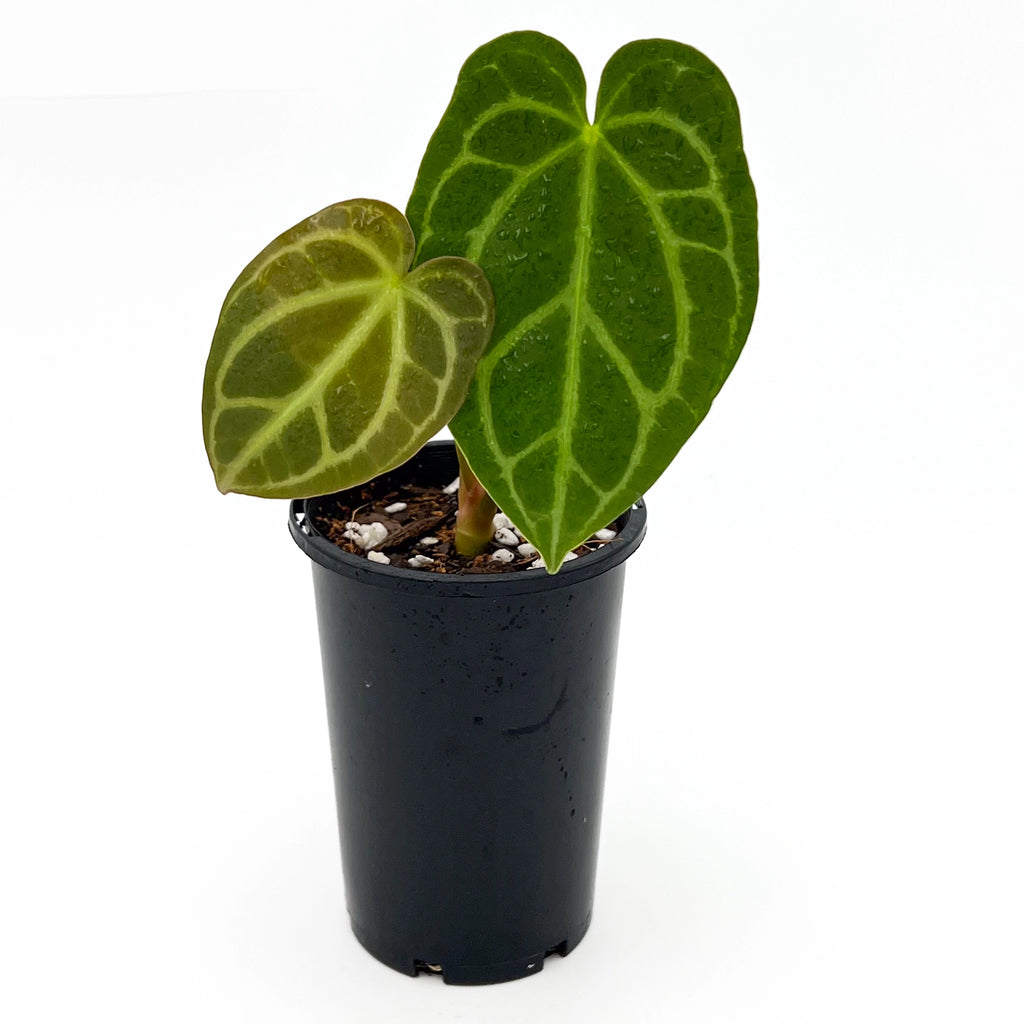 Anthurium Dark Complex in a black pot, showcasing velvet-textured dark leaves, ideal rare indoor plants online in Australia.