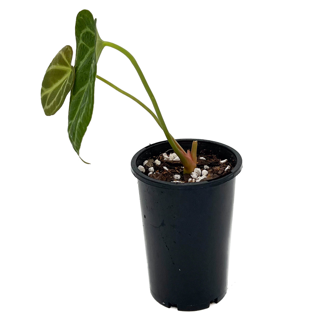 Anthurium Dark Complex in a pot, showcasing dark green velvety leaves. Rare indoor plants for Australian homes.