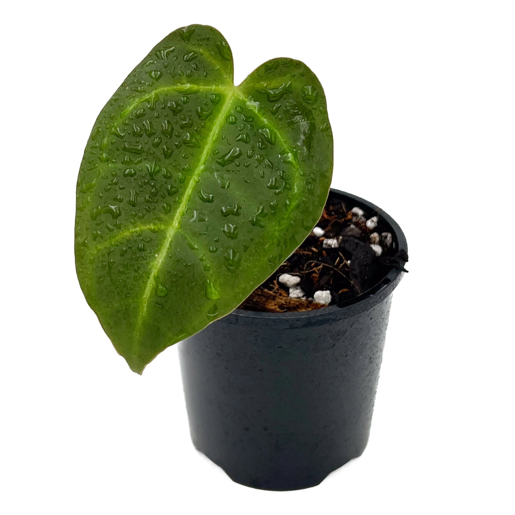 Anthurium Dark Complex plant in pot, featuring glossy dark green leaf with prominent veins, perfect for rare indoor plant lovers.