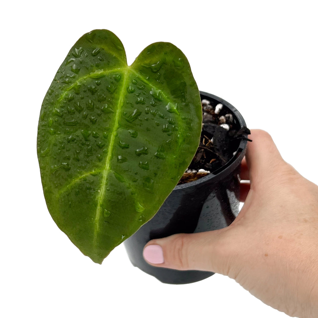 Hand holding a rare Anthurium Dark Complex plant in a pot, showcasing vibrant green leaves and water droplets, ideal for indoor plants.