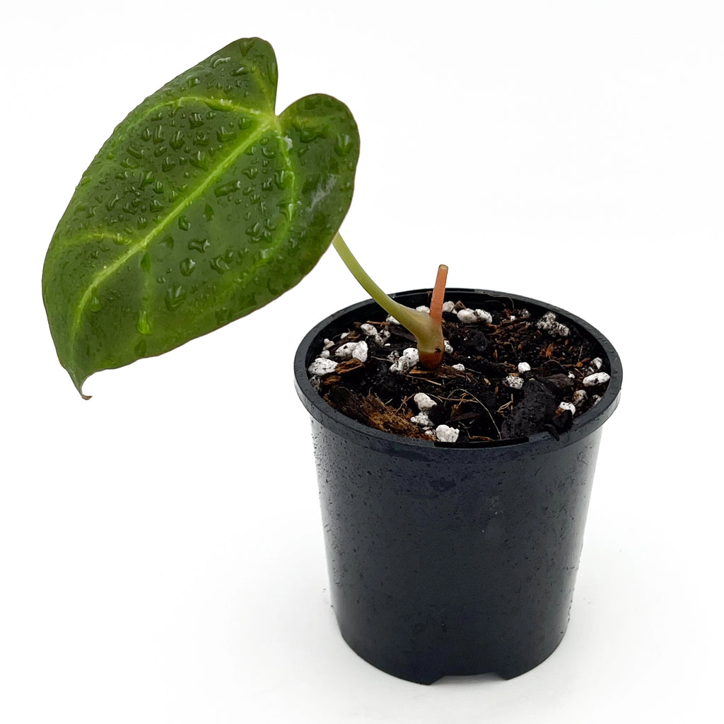 Anthurium Dark Complex rare indoor plant in pot, featuring lush dark green leaf with prominent veining, happy plant.