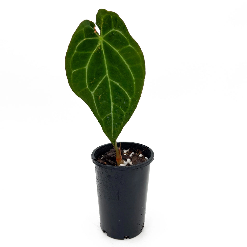 Anthurium Dark Complex plant in a pot, showcasing rare variegated leaves, ideal for indoor settings, available online in Australia.