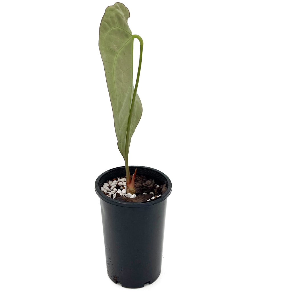 Rare Anthurium Dark Complex plant in a pot, featuring glossy leaves ideal for indoor spaces. Online plants Australia.