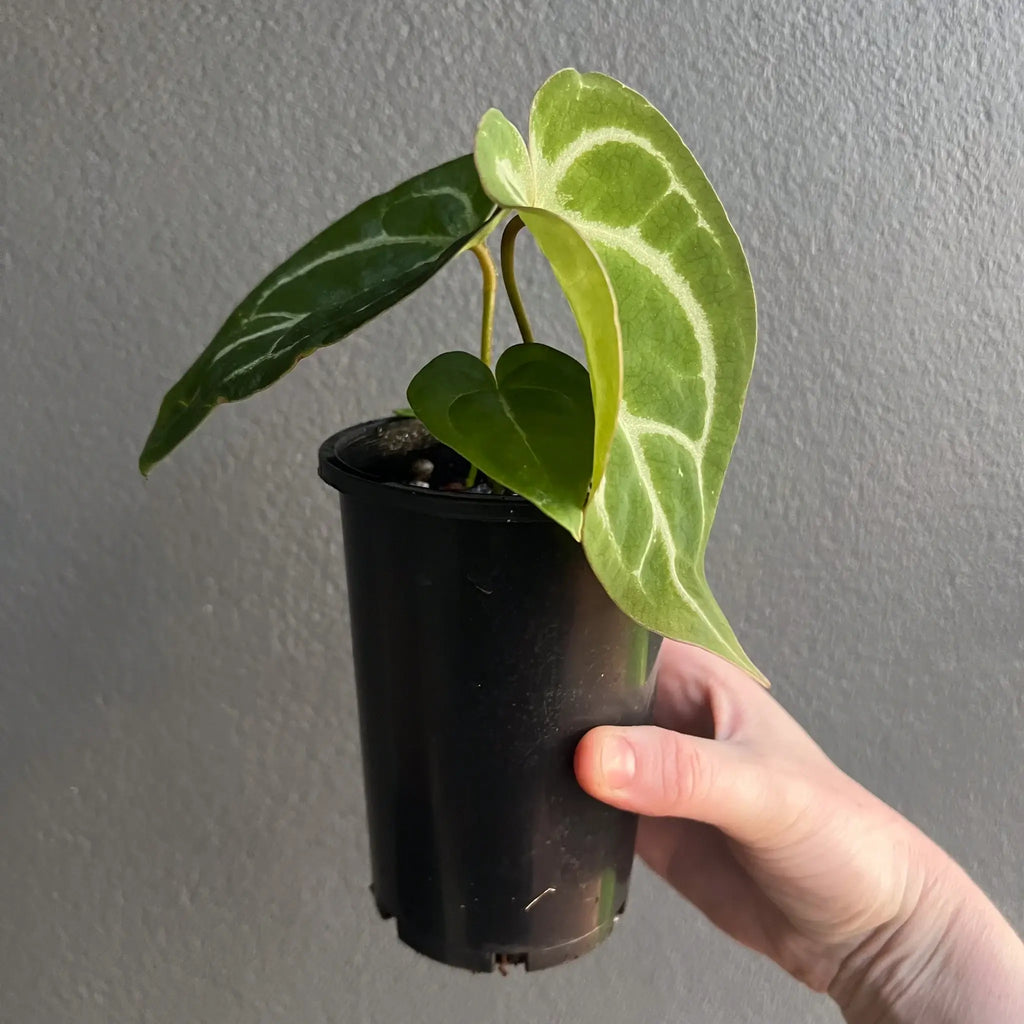 Anthurium dressleri × crystallinum 'Cape Oasis' in a black pot, showcasing unique foliage, available at Chalet Boutique, Australia.