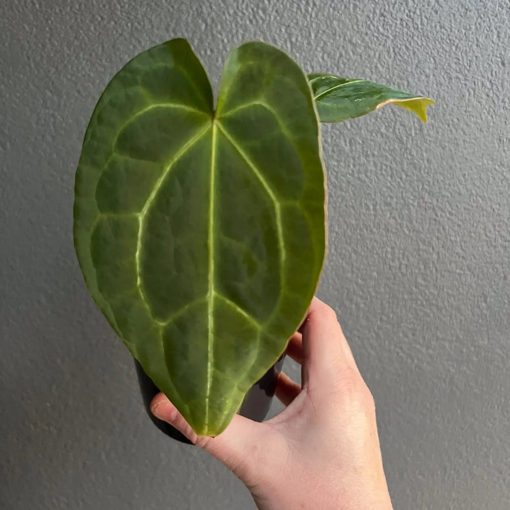 Anthurium dressleri × crystallinum 'Cape Oasis' showcasing unique leaf texture, perfect for indoor collections. Chalet Boutique, Australia.