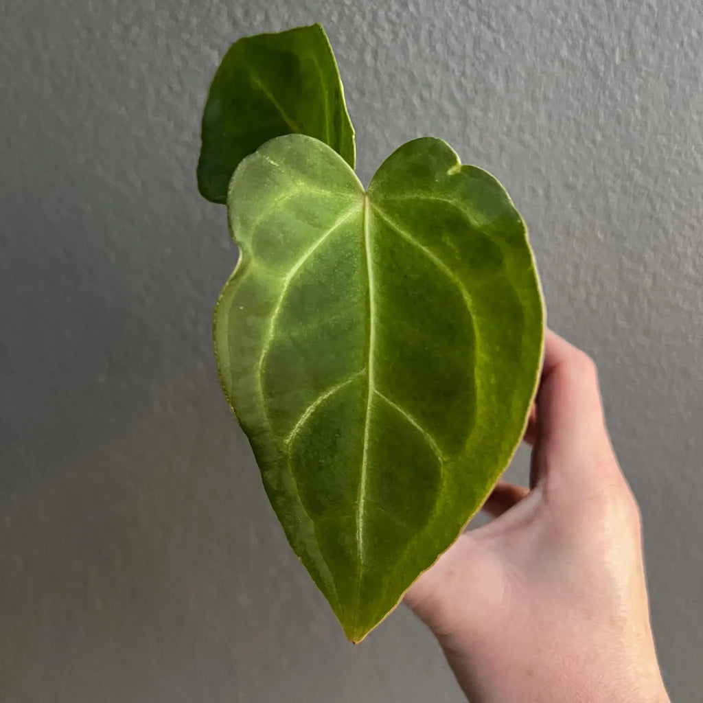 Anthurium dressleri × crystallinum 'Cape Oasis' hybrid leaf showcasing deep green colour and unique texture. Chalet Boutique, Australia.