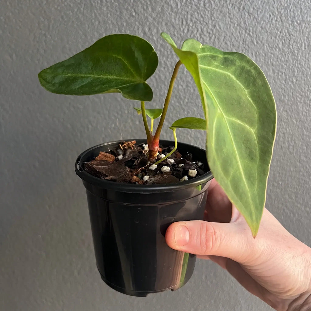 Anthurium dressleri × crystallinum 'Cape Oasis' in a black pot, showcasing vibrant green leaves. Buy rare indoor plants online at Chalet Boutique, Australia.