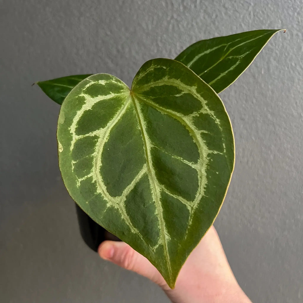 Anthurium dressleri × crystallinum 'Cape Oasis' in hand, showcasing unique lush foliage and striking veining. Buy rare plants online at Chalet Boutique, Australia.