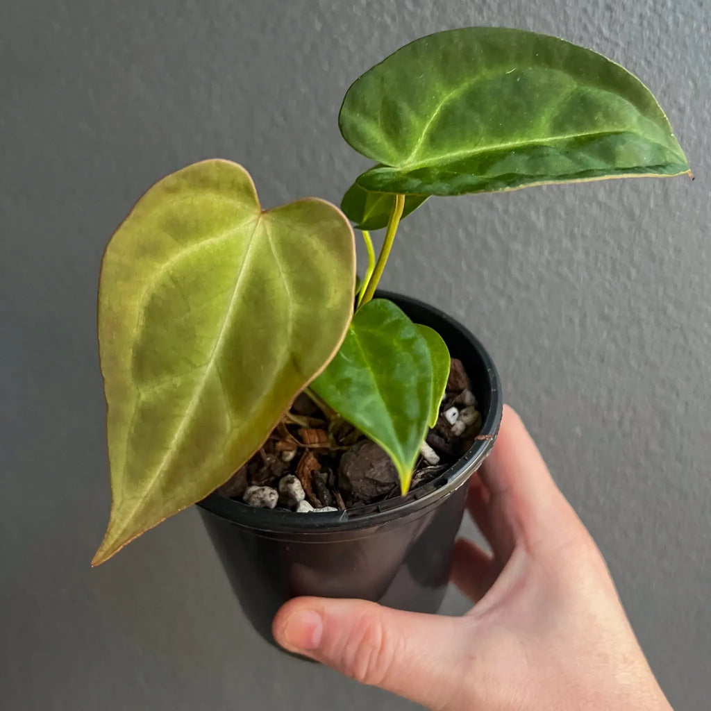 Hand holding a rare Anthurium plant with green and velvety leaves, perfect for indoor collections. Chalet Boutique, Australia.