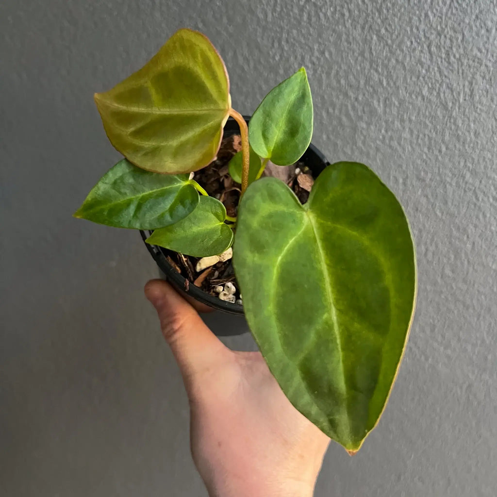 Rare Anthurium plant with distinct leaf shapes and textures, ideal for indoor spaces. Buy indoor plants online at Chalet Boutique, Australia.