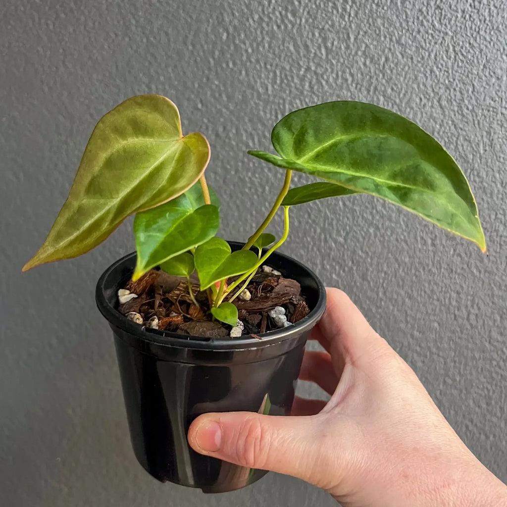 Hand holding a young Anthurium plant in a black pot, showcasing its vibrant leaves. Rare indoor plants Australia, Chalet Boutique.