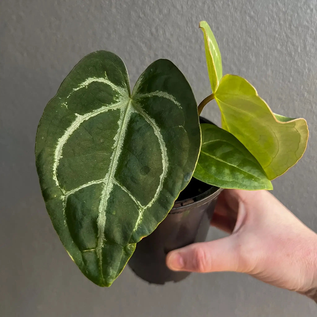 Anthurium dressleri × crystallinum 'Cape Oasis' rare indoor plant, showcasing unique foliage, available at Chalet Boutique, Australia.