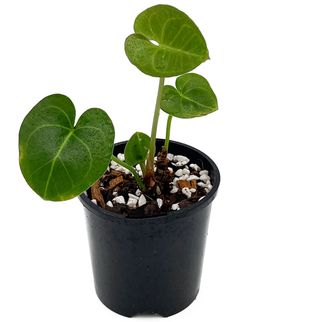 Anthurium clarinervium X in a black nursery pot with heart-shaped, dark green leaves for indoor plant lovers.