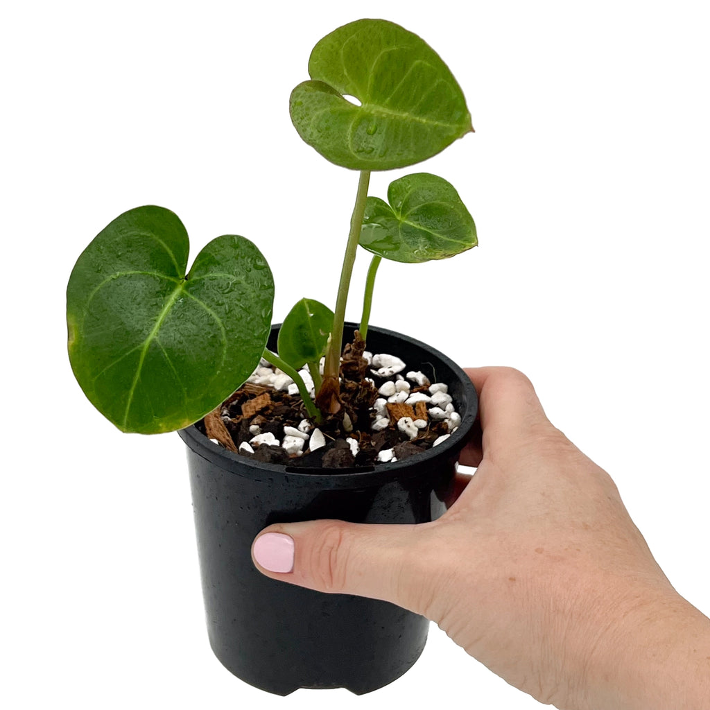 Anthurium clarinervium X in a black nursery pot; rare indoor plants with heart-shaped leaves and variegated patterns.