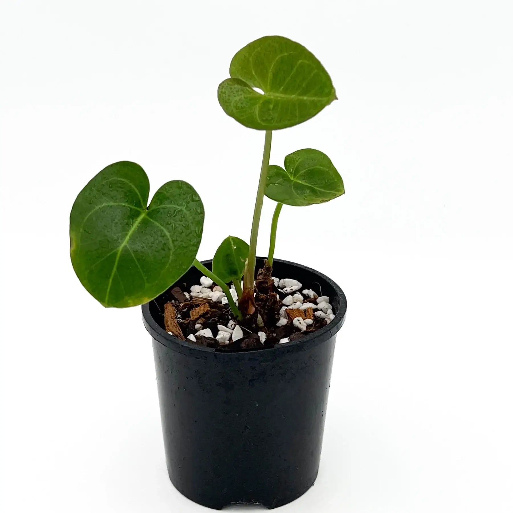 anthurium plants for sale australia Anthurium clarinervium X