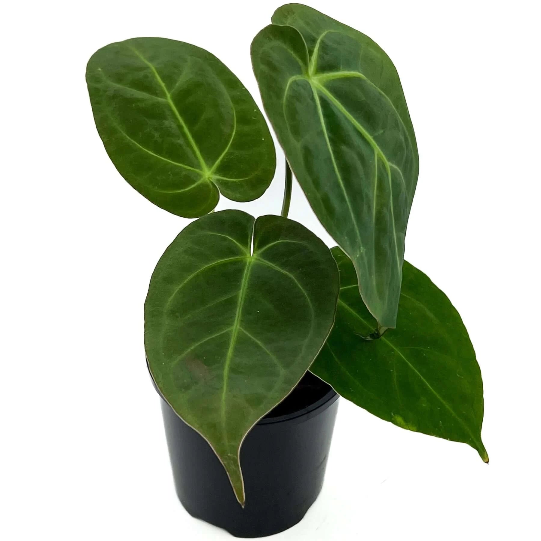 Anthurium crystallinum 'Crystal Hope' - Rare Indoor Plant