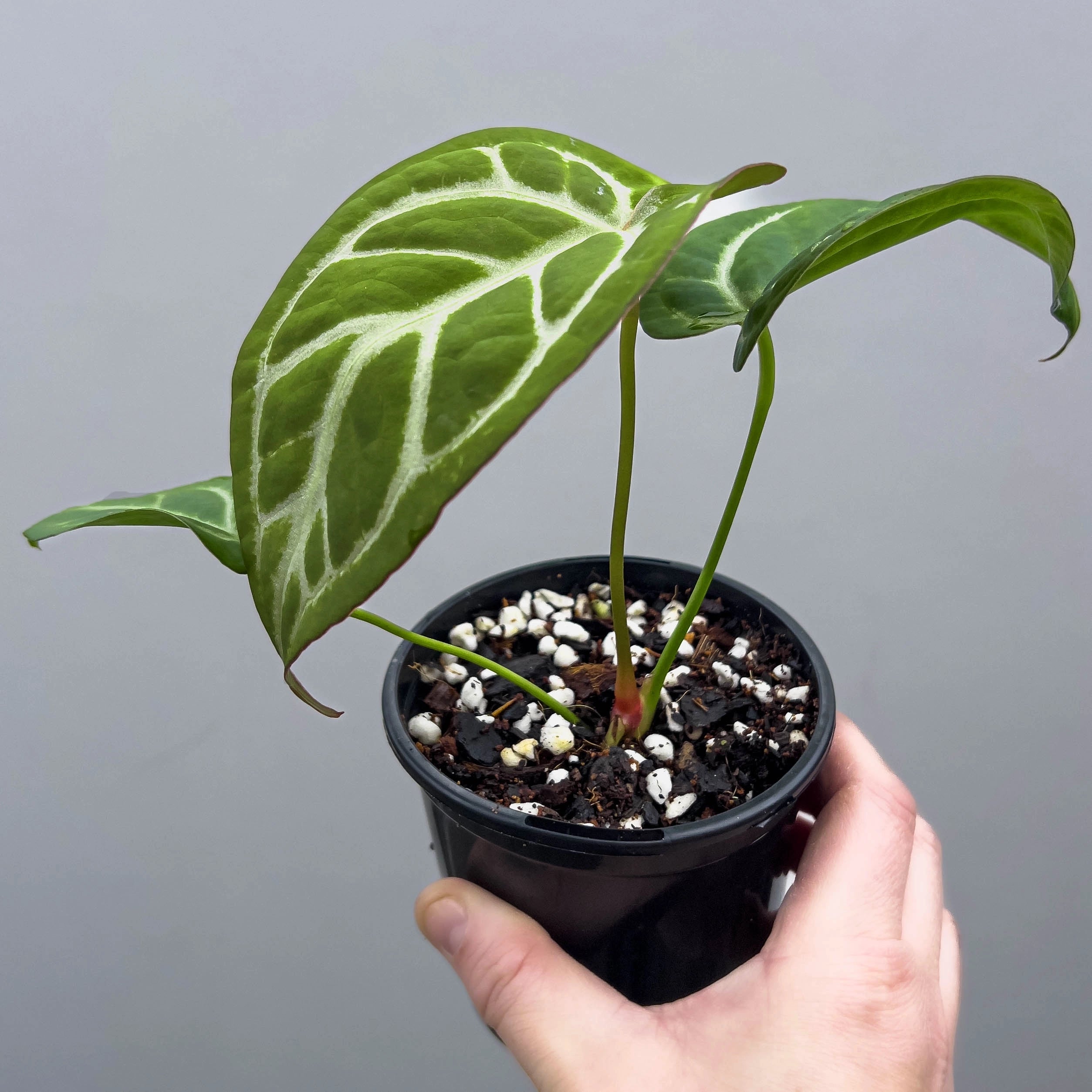 anthurium magnificum x crystallinum australia Anthurium ((crystal x mag) x waroc) x crystal Hybrid, Australia