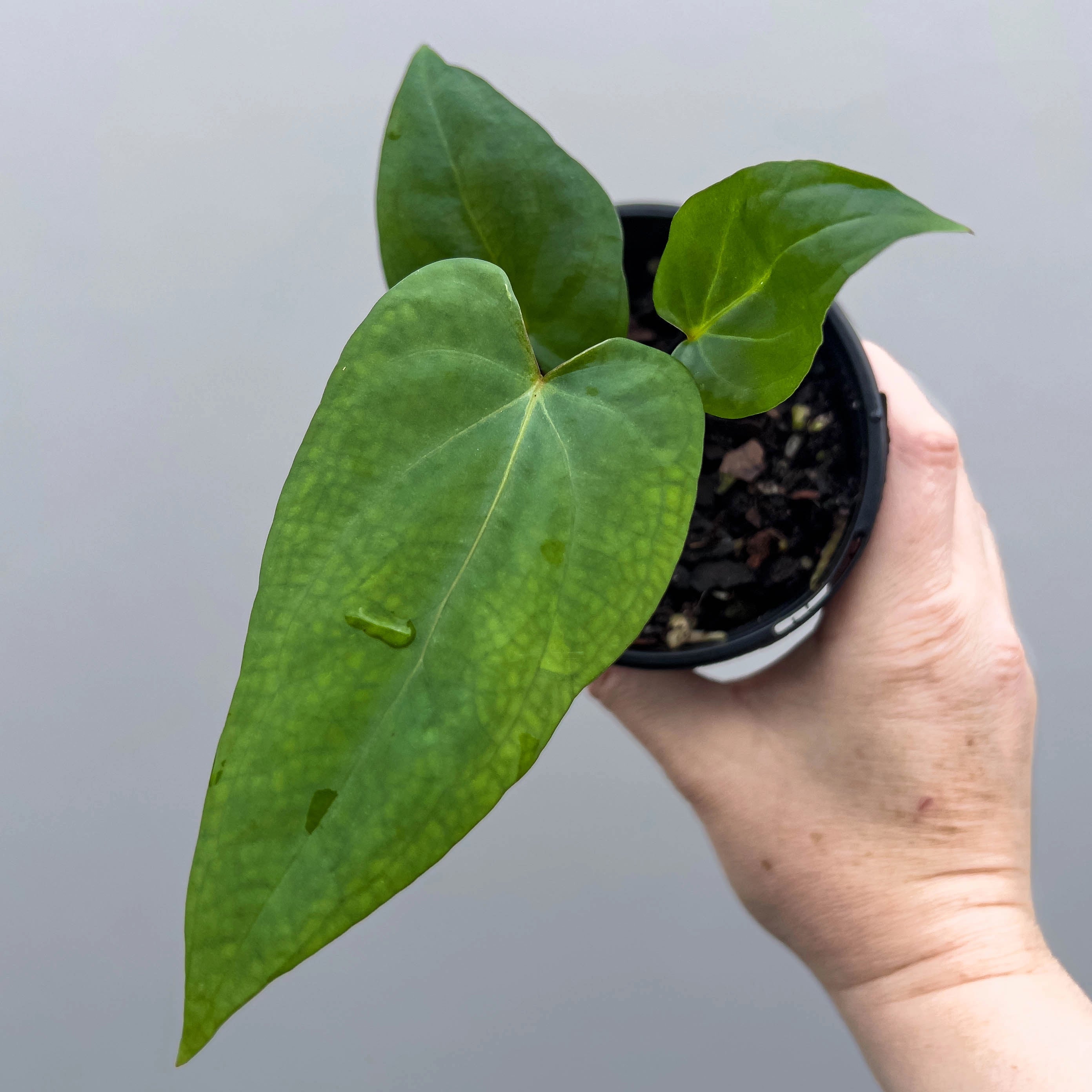 anthuriums for sale in australia Anthurium ((crystal x mag) x waroc) x crystal Hybrid, Australia