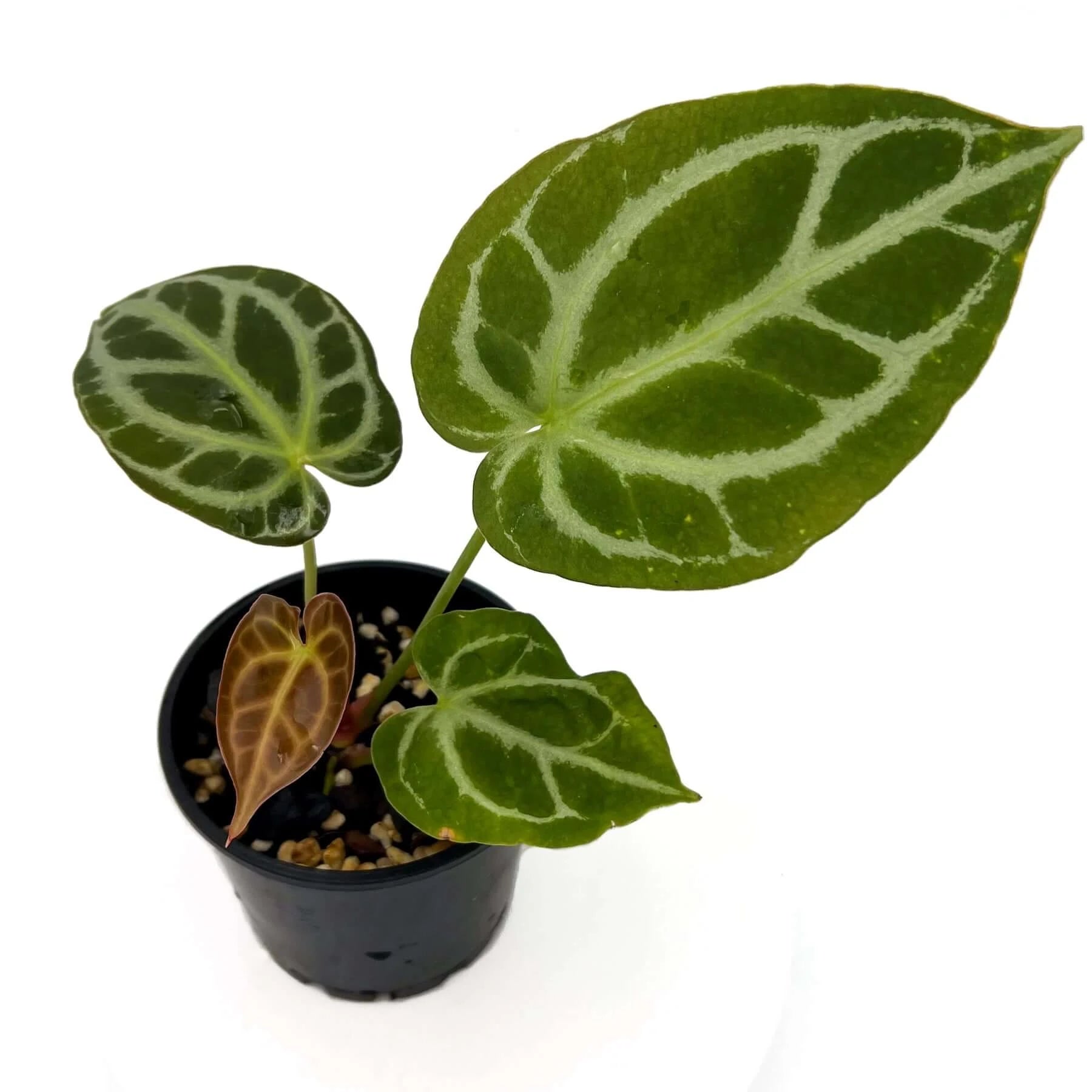 anthurium crystallinum australia Buy Anthurium crystallinum 'Cape Oasis' Online