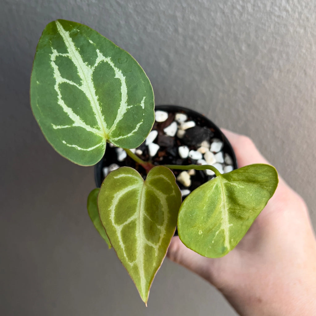 Anthurium Dark Crystallinum in a black nursery pot featuring lush dark green leaves with metallic silver veins under natural light.
