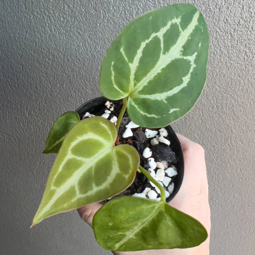 Hand holding an Anthurium Dark Crystallinum showing deep velvet green leaves with bright silver veins. Rare indoor plant nursery Australia.