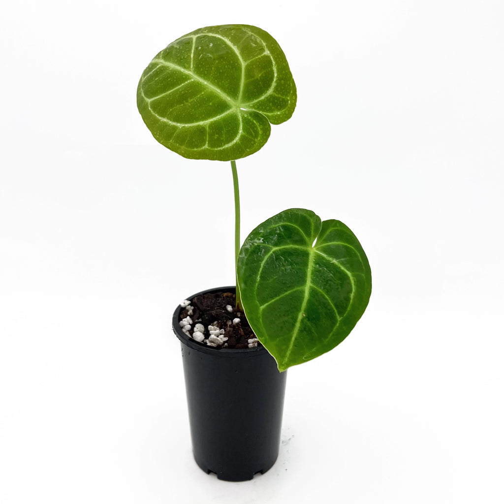 Anthurium crystallinum X in a pot with velvety green leaves and white veins, perfect for rare indoor plant enthusiasts.