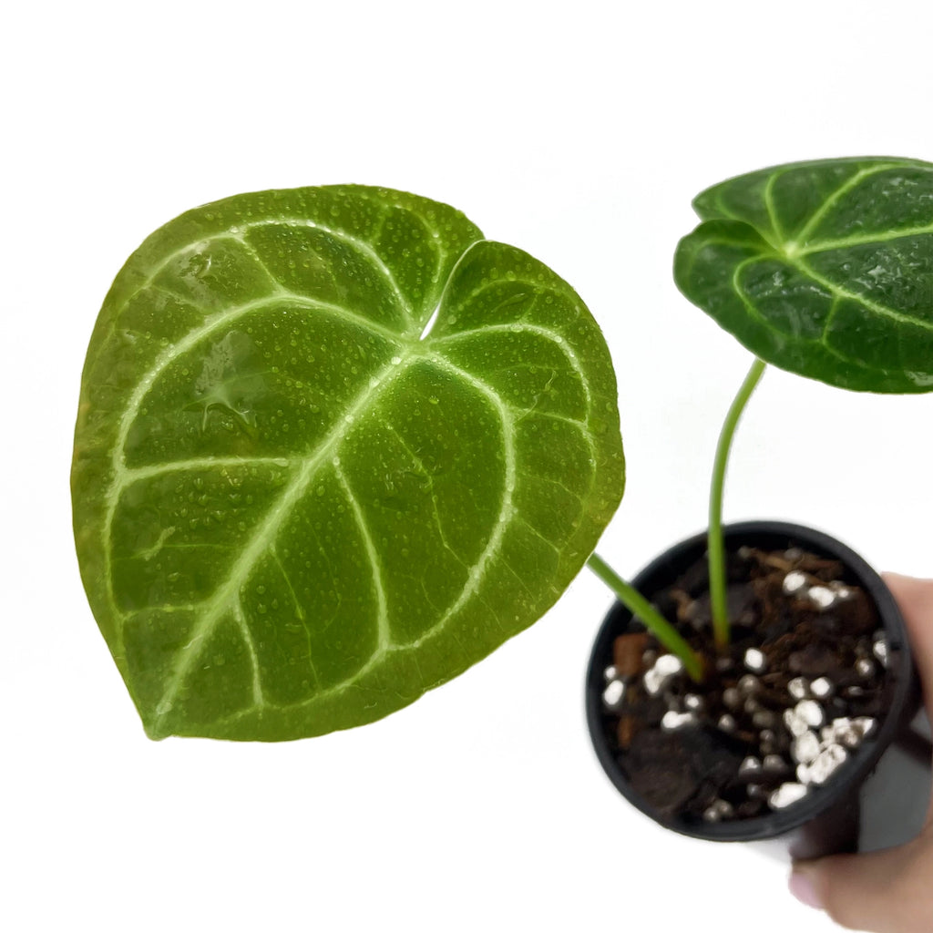 Anthurium crystallinum X with large green velvety leaves and striking white veins, ideal for indoor plant lovers.