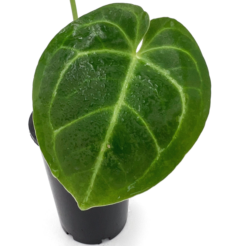 Anthurium crystallinum X with large green velvety leaf in a narrow nursery pot, ideal rare indoor plant.