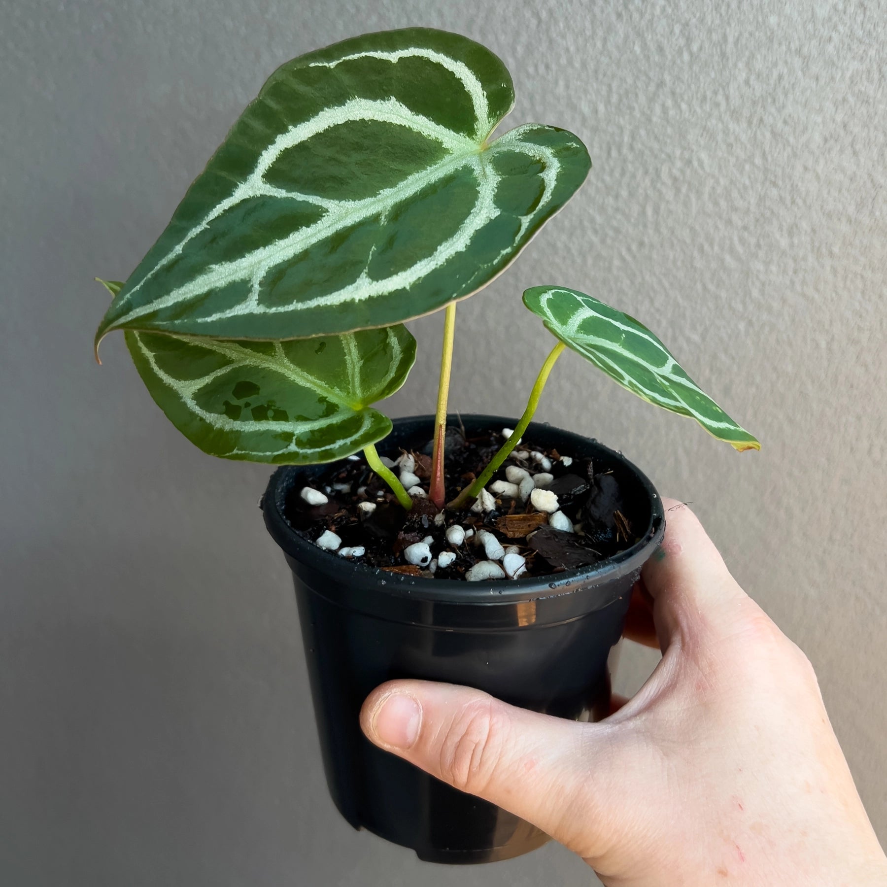 anthurium crystallinum for sale australia Anthurium Dark Crystallinum