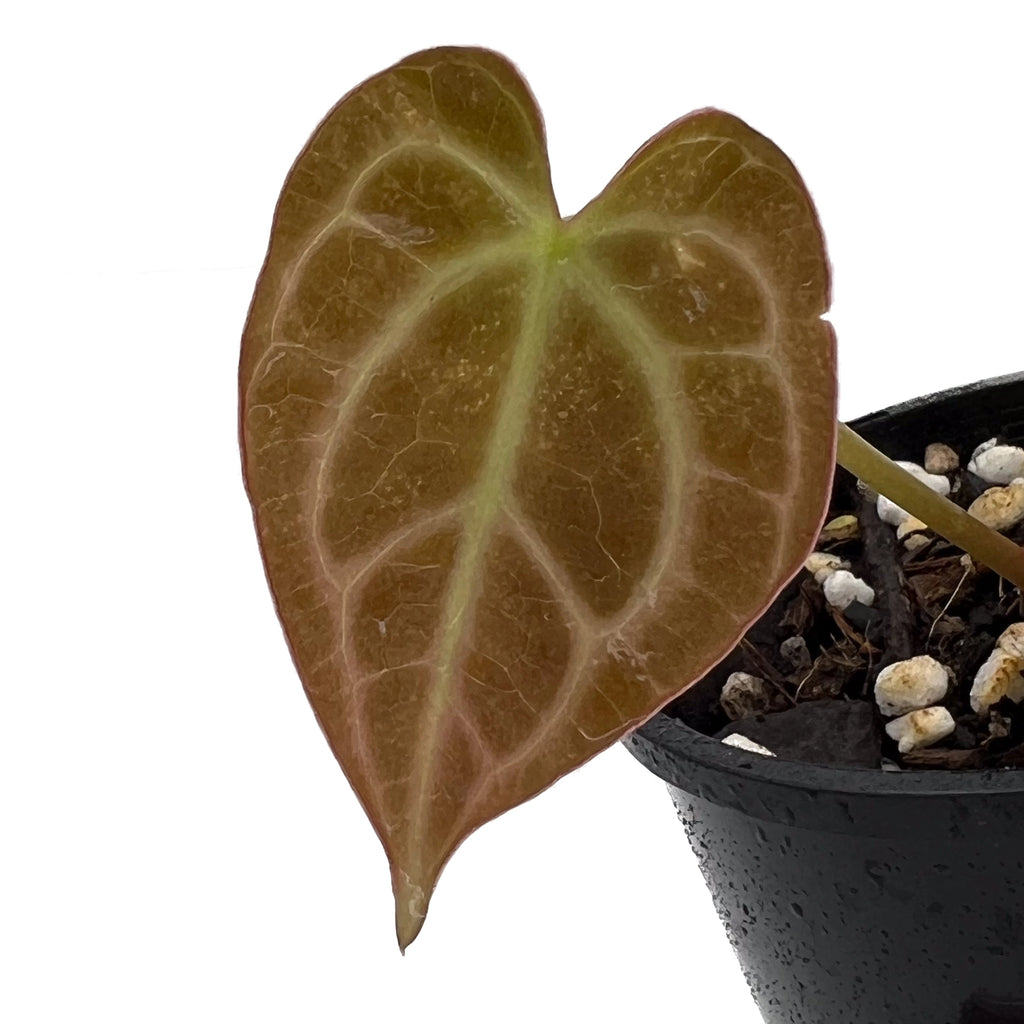 Anthurium Dark Complex leaf showcasing its unique velvet texture and veining. Rare indoor plants available with express shipping in Australia.