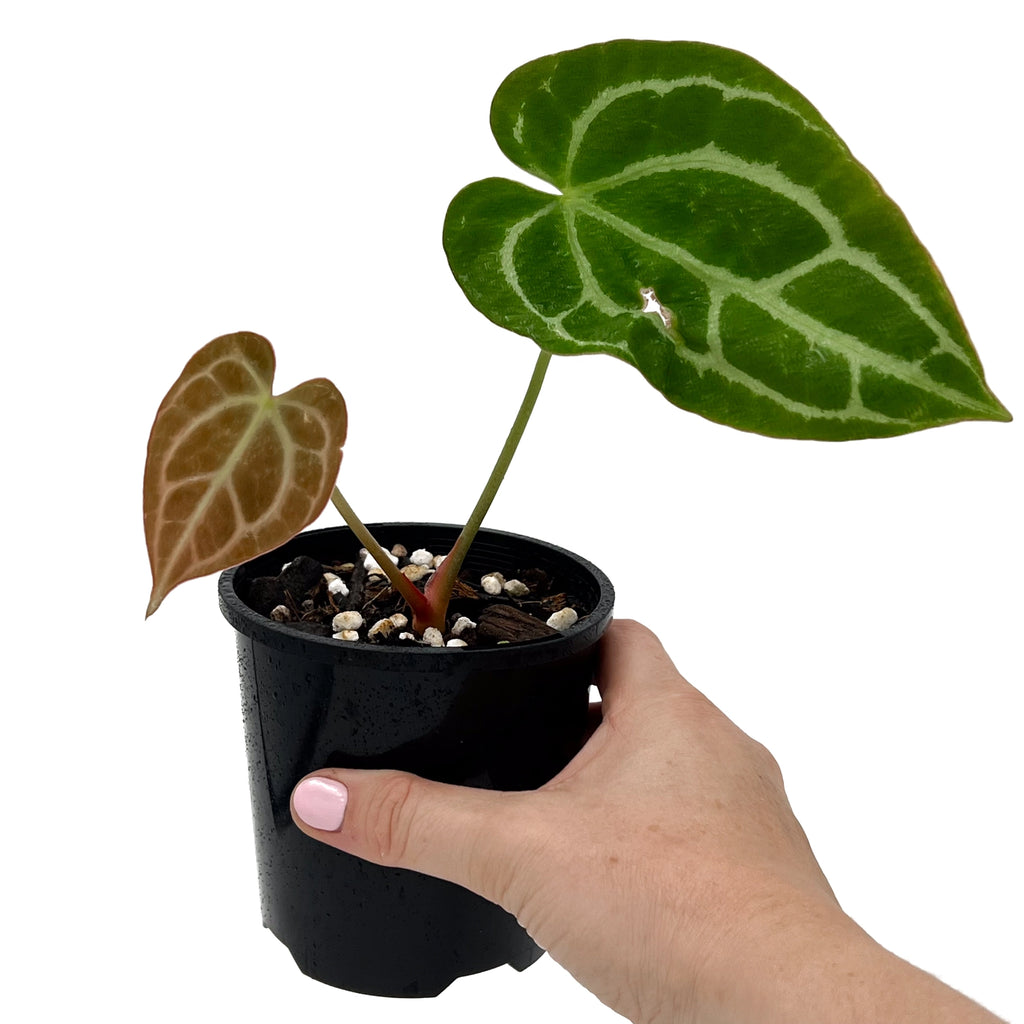 Rare indoor plants: Anthurium Dark Complex with vibrant leaves, available for express shipping in Australia.