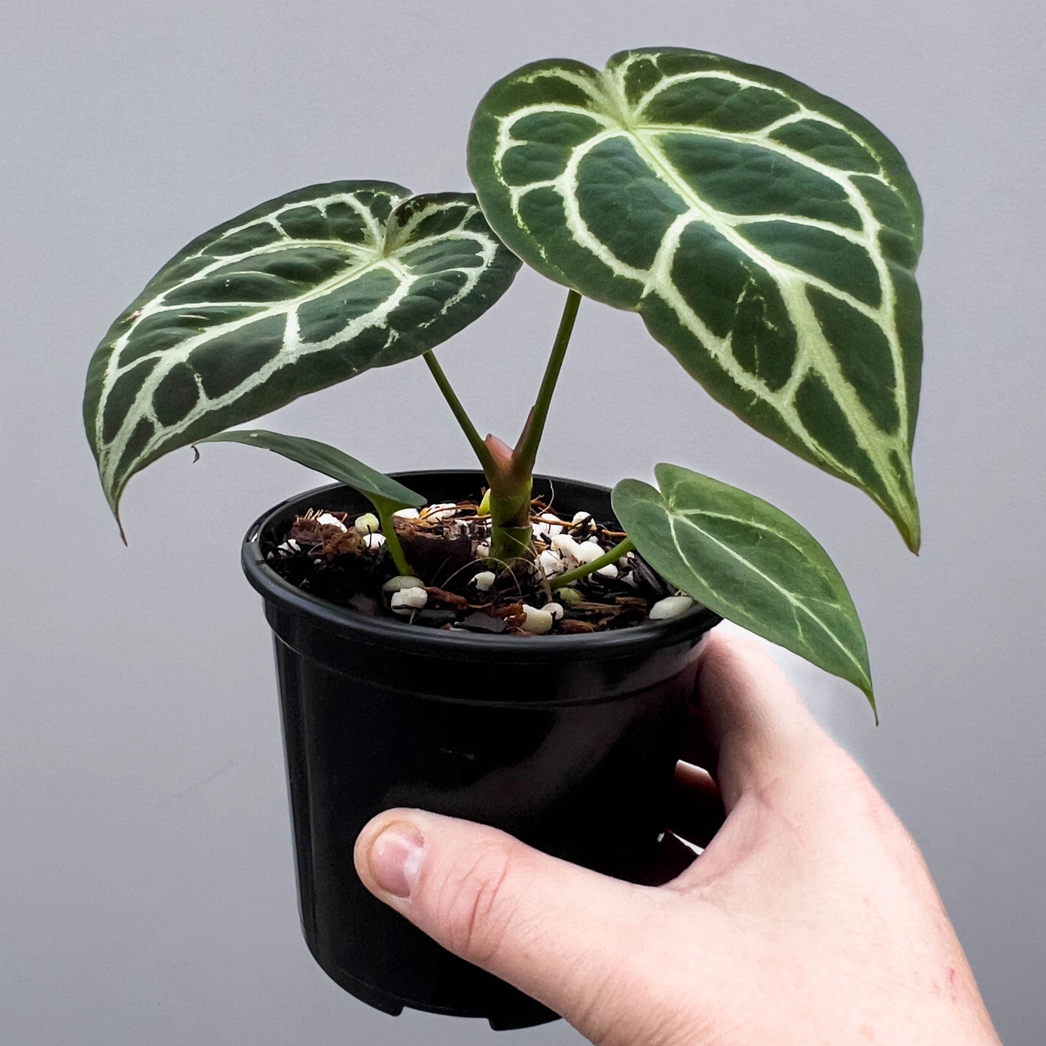 P*o様 Anthurium Drayaki Silver x Forgetii Anthurium Dorayaki Silver x Forgetii | Rare Indoor Plant Australia