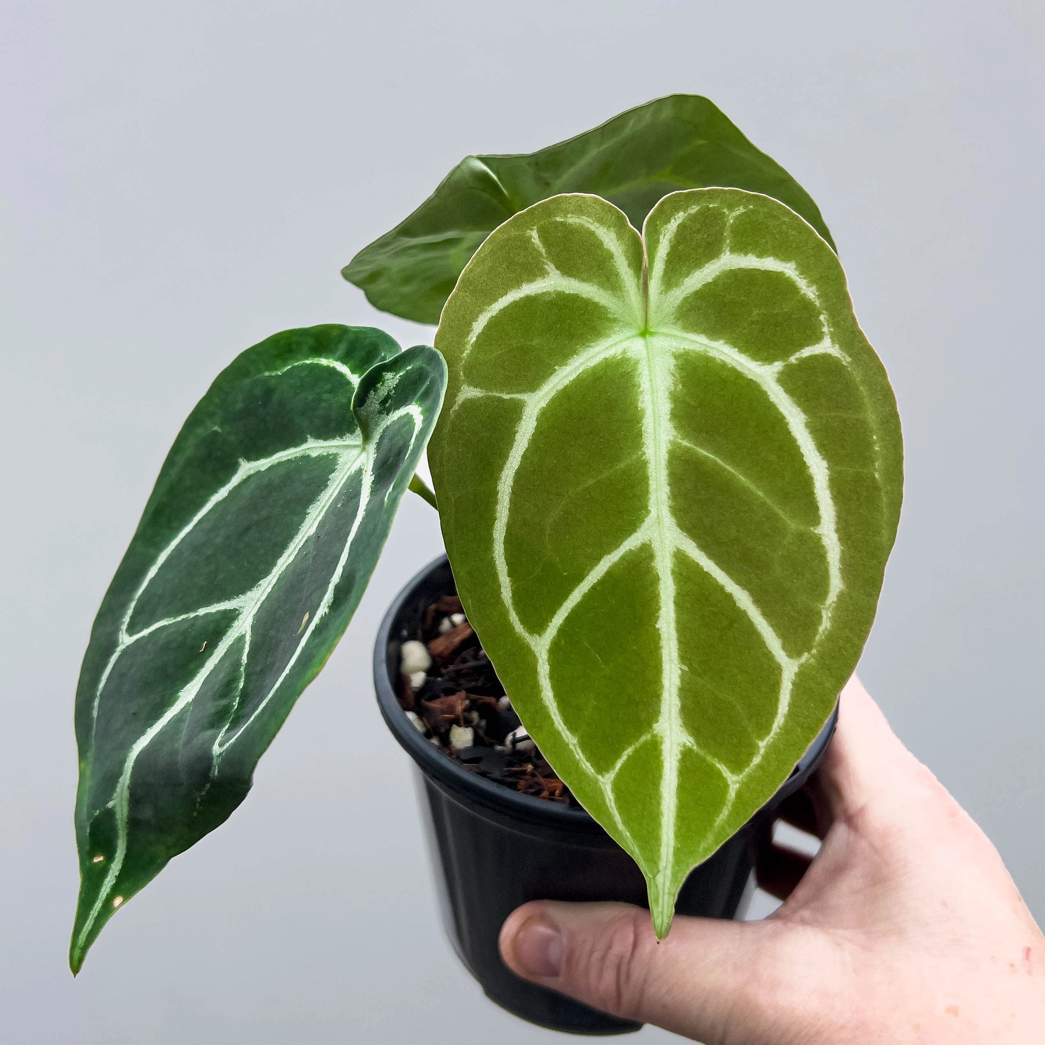 P*o様 Anthurium Drayaki Silver x Forgetii Anthurium Dorayaki Silver x Forgetii | Rare Indoor Plant Australia