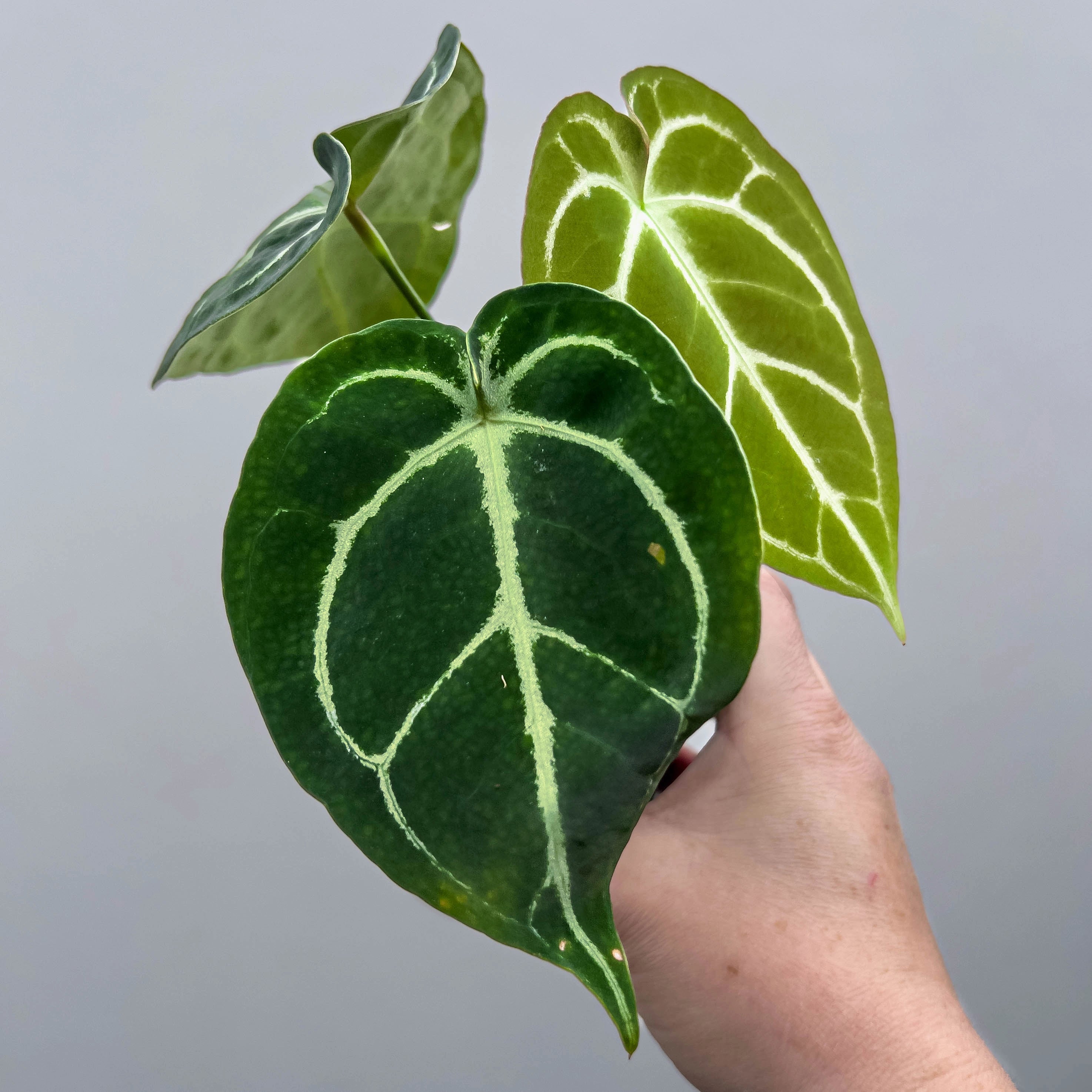anthurium dorayaki x forgetii Anthurium Dorayaki Silver x Forgetii