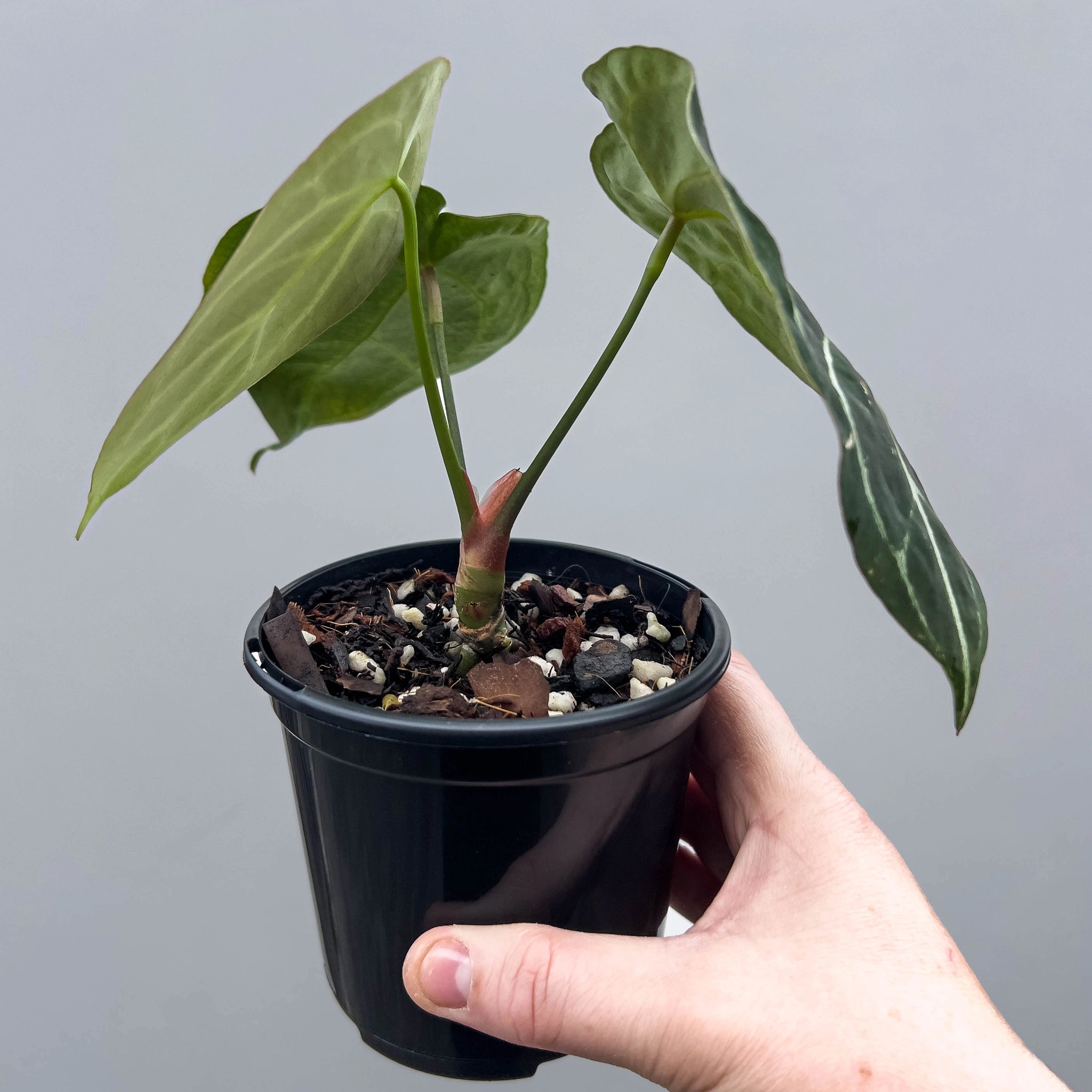 Anthurium Dorayaki Silver x Forgetii | Rare Indoor Plant Australia