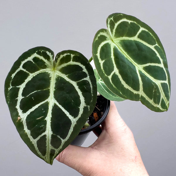 P*o様 Anthurium Drayaki Silver x Forgetii Anthurium Dorayaki Silver x Forgetii | Rare Indoor Plant Australia