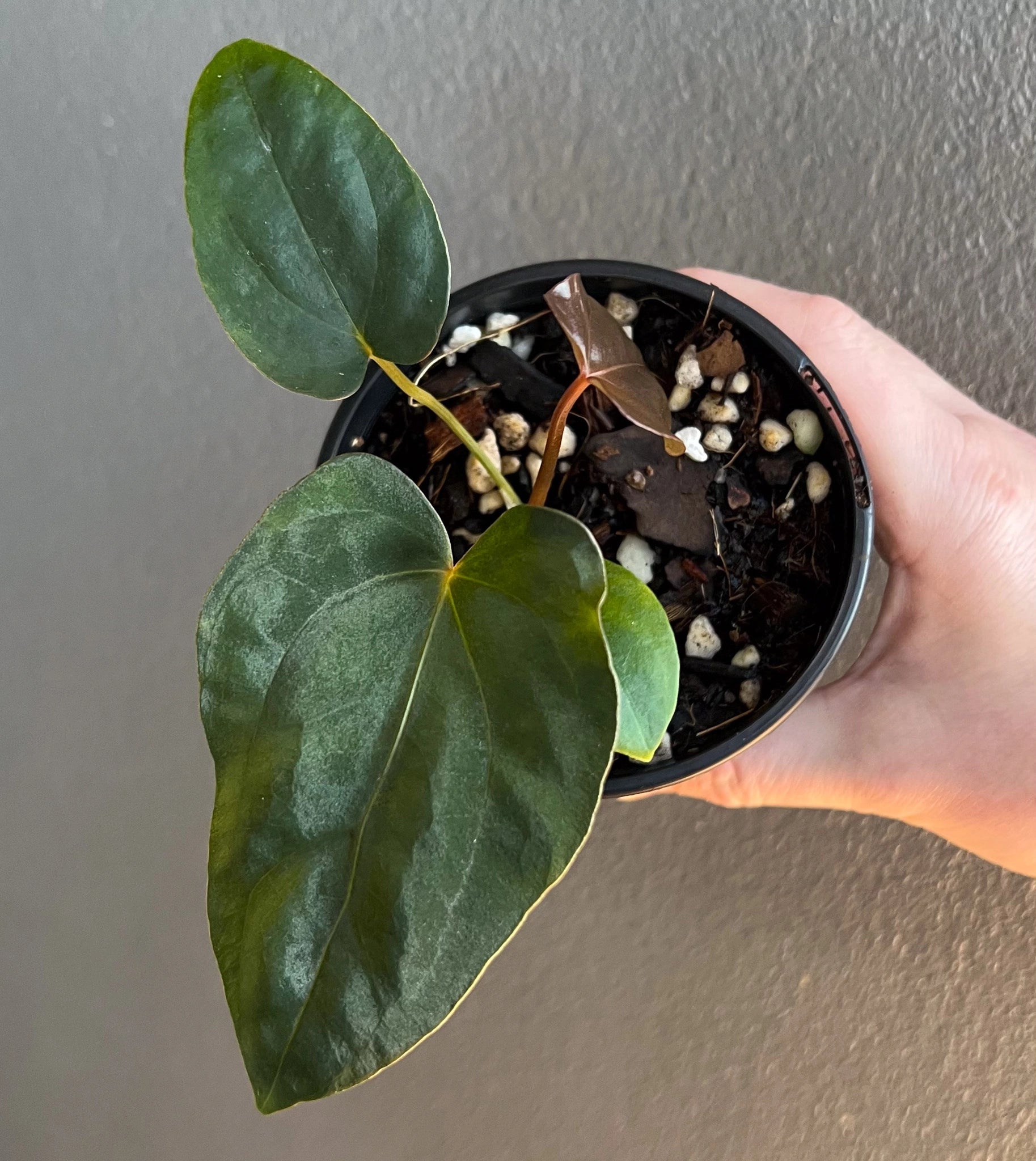 Anthurium dressleri X papillilaminum | Rare Plant Shop