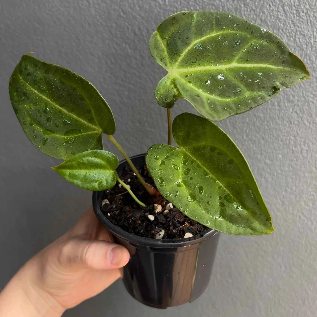 Anthurium dressleri × crystallinum 'Cape Oasis'