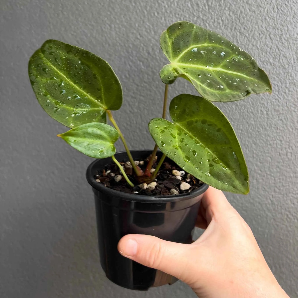 Anthurium dressleri × crystallinum 'Cape Oasis'
