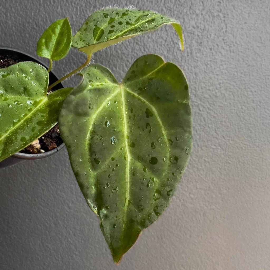 Anthurium dressleri × crystallinum 'Cape Oasis'