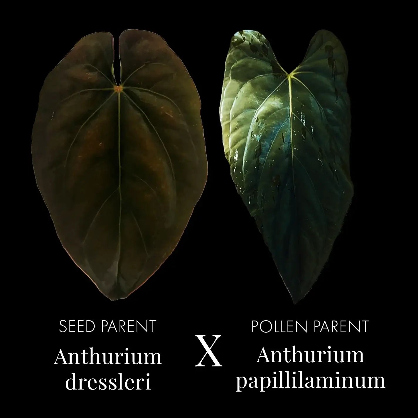 Anthurium dressleri X papillilaminum | Rare Plant Shop