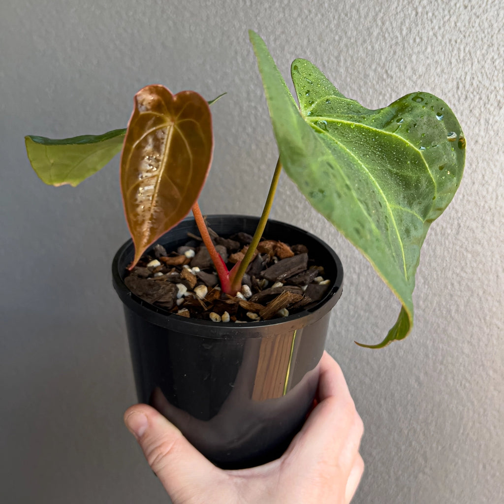 Close-up of Anthurium dressleri × Anthurium crystallinum Cape Oasis foliage highlighting deep green tone and heart-shaped form. Rare indoor plant collectors Australia.
