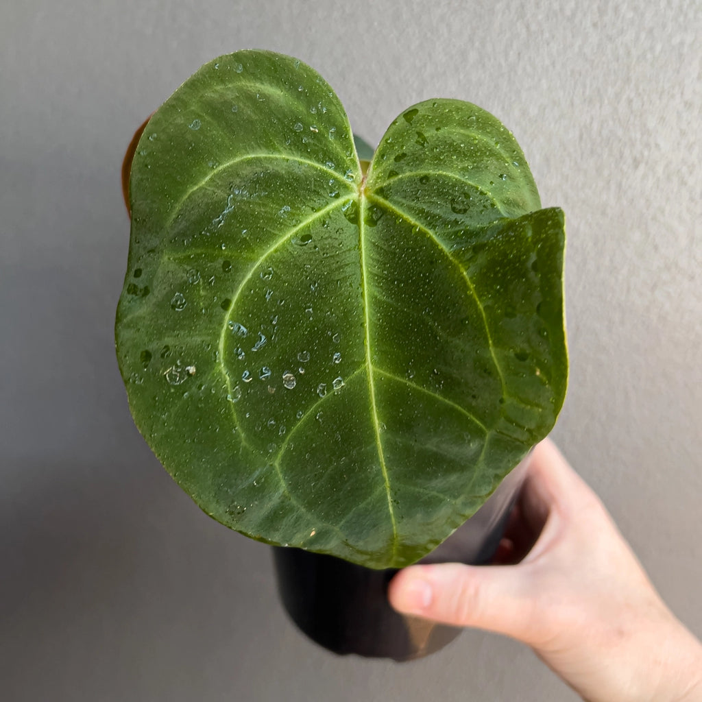 Close-up of an Anthurium dressleri × Anthurium crystallinum Cape Oasis leaf showing soft velvet texture and defined silver venation under gentle light.