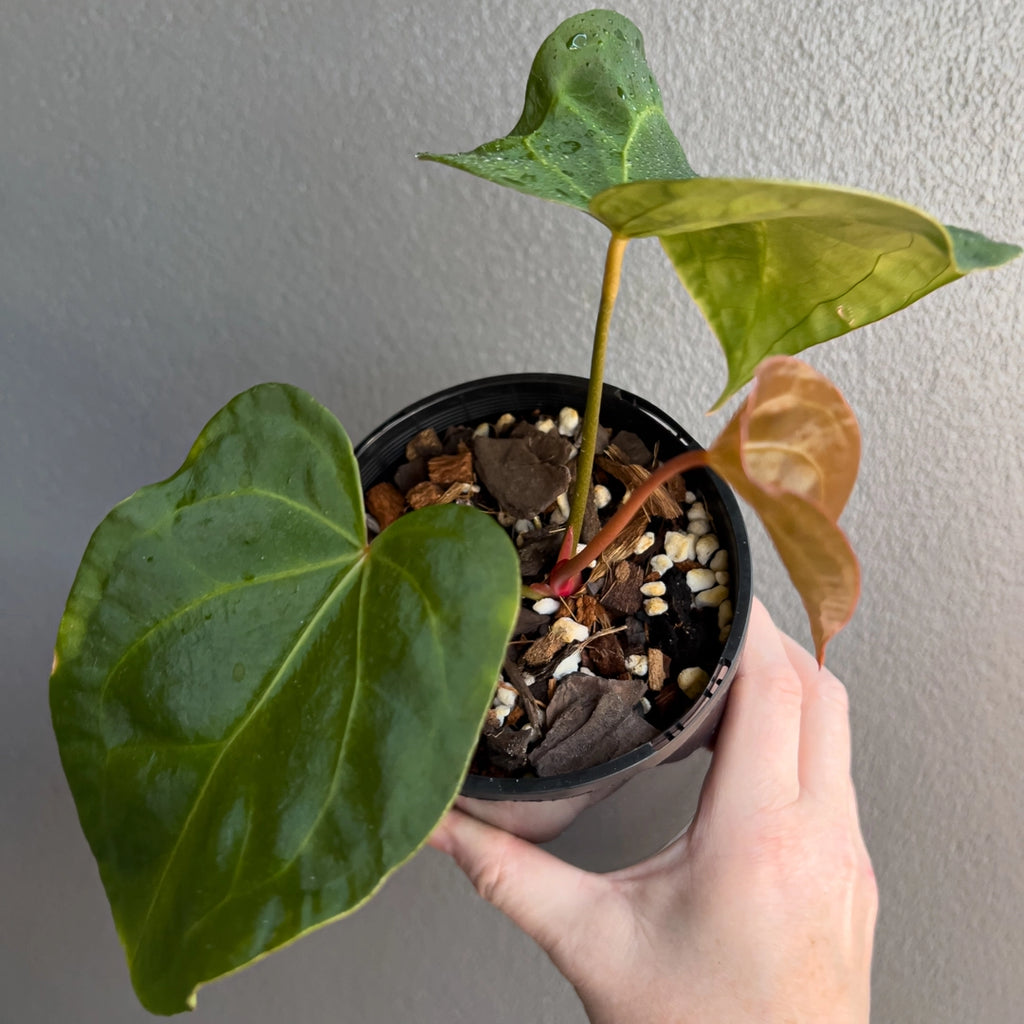 Anthurium dressleri × Anthurium crystallinum Cape Oasis in a black nursery pot featuring dark velvety foliage and strong veining. Rare indoor plant nursery Australia.