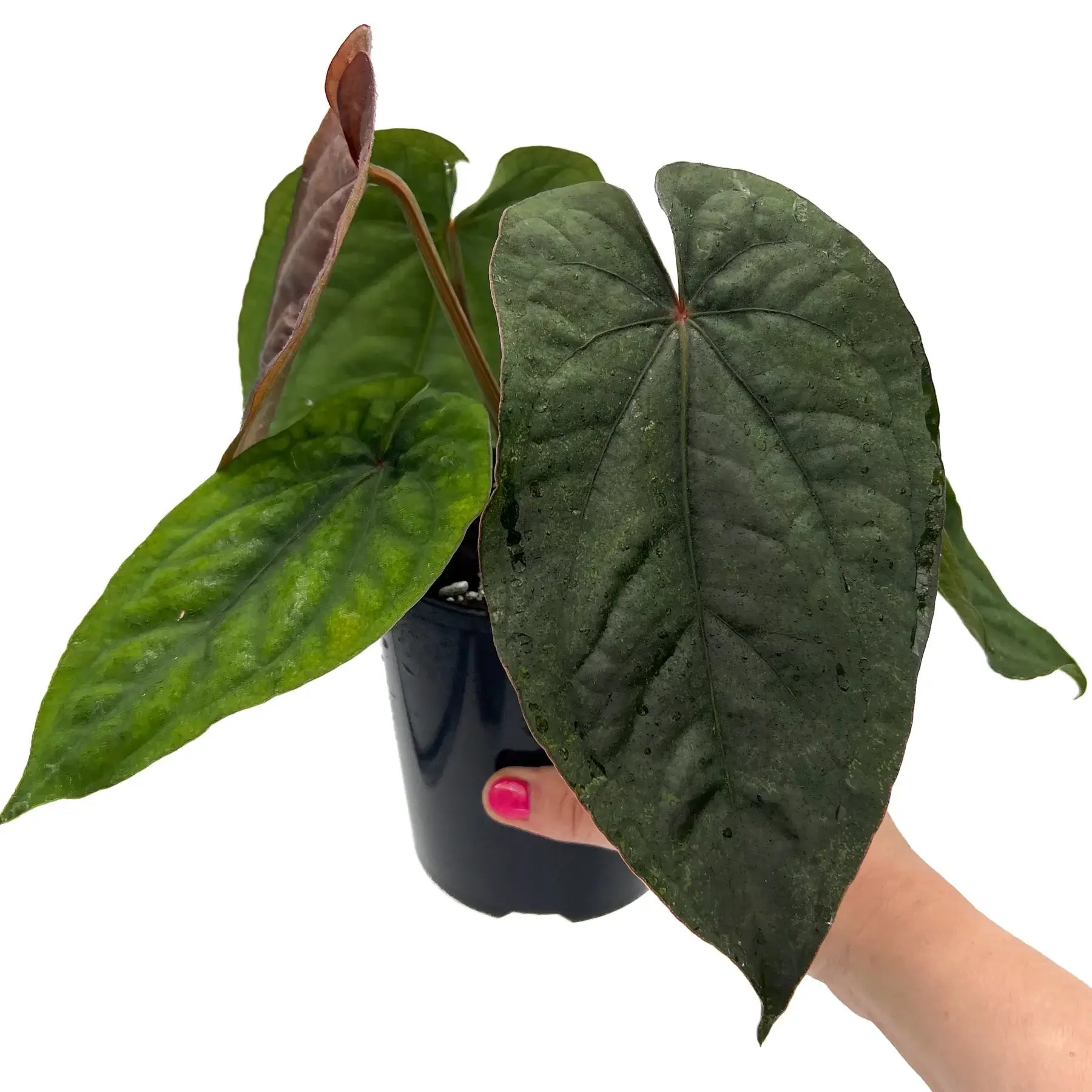 anthurium dressleri care Anthurium dressleri