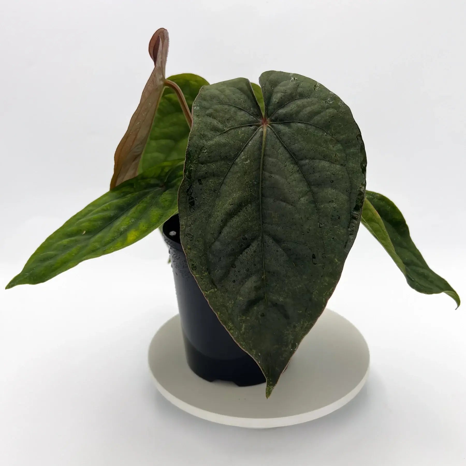 Anthurium dressleri | Rare Tropical Anthurium in Australia