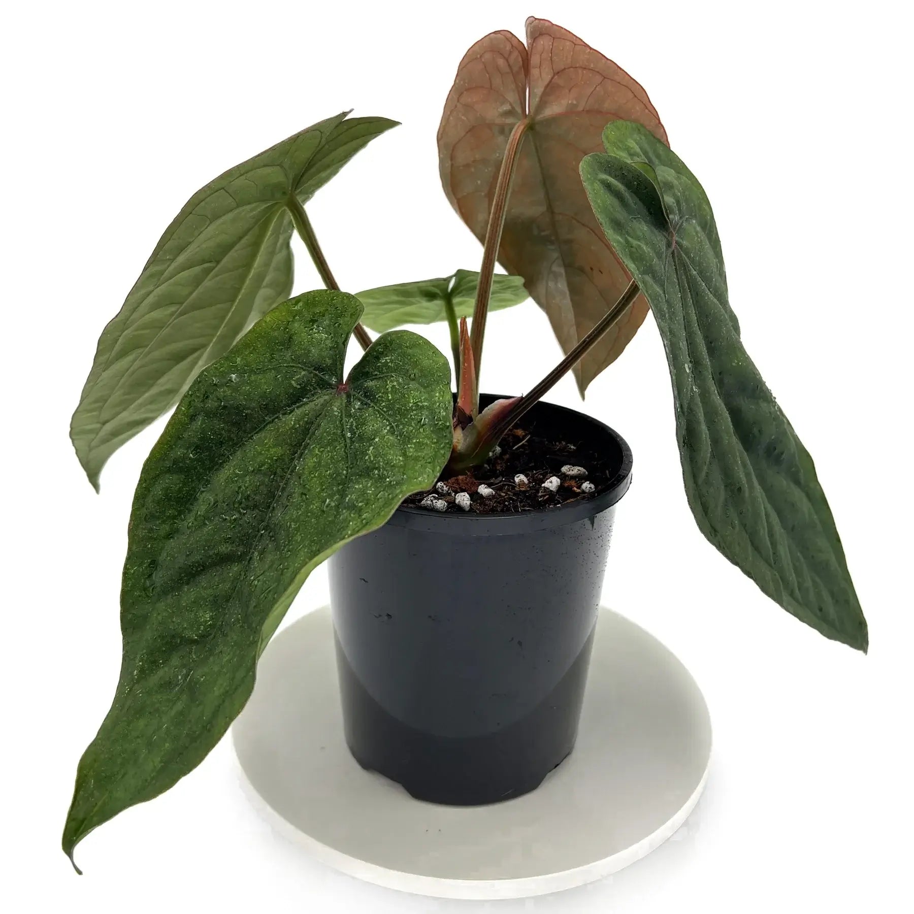 Anthurium dressleri | Rare Tropical Anthurium in Australia