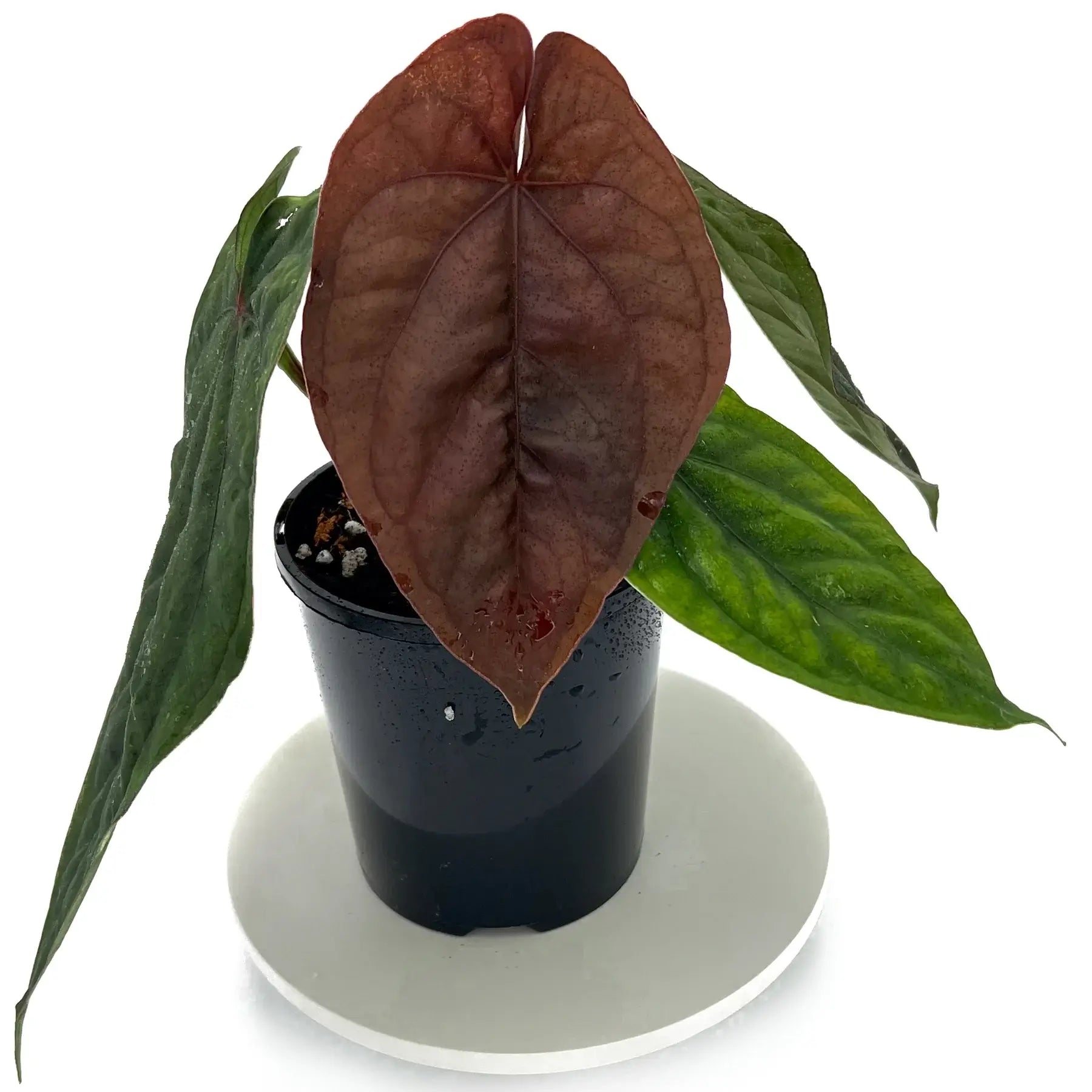 Anthurium dressleri | Rare Tropical Anthurium in Australia